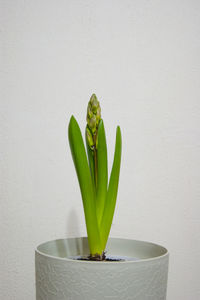 Close-up of potted plant on table against white background