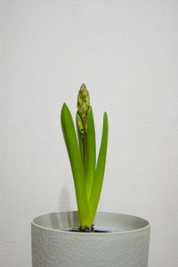 Close-up of potted plant on table against white background