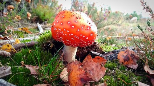 Close-up of fly agaric mushroom on field