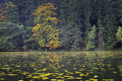 Yellow leaves floating on water in lake during autumn