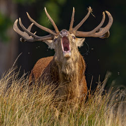 Close-up of an animal