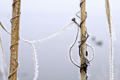 Close-up of frozen plant against sky