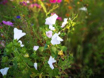 Close-up of white flowers blooming outdoors