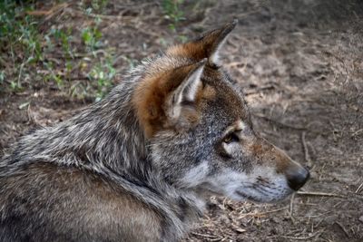 Close-up of an animal on field