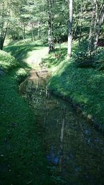 Scenic view of grass and trees