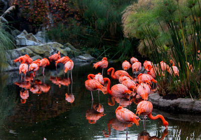 View of orange flowers in lake