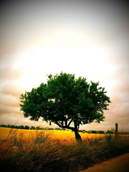 tree, field, tranquility, tranquil scene, landscape, sky, growth, beauty in nature, nature, scenics, rural scene, grass, agriculture, yellow, plant, sunset, outdoors, sunlight, idyllic, no people