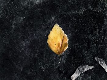 Close-up of yellow maple leaf on water