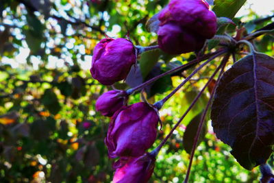 Close-up of purple flowering plant