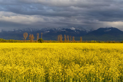 Scenic view of oilseed rape field against sky