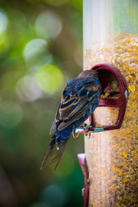 Close-up of bird perching on feeder