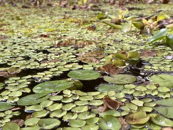 Full frame shot of lotus leaves floating on water