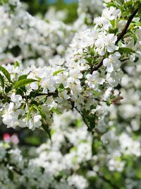 Close-up of white cherry blossoms in spring
