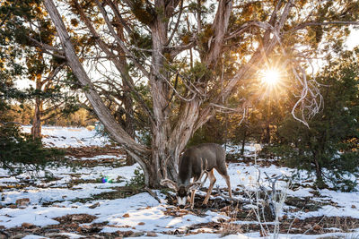 Scenic view of deer in snow covered landscape