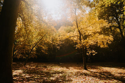 Sunlight streaming through trees in forest during autumn