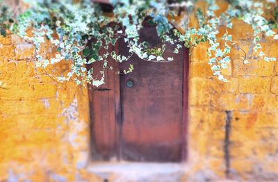 Close-up of lichen on wood