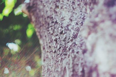 Close-up of lizard on tree trunk