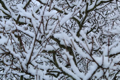 Close-up of tree branch in winter