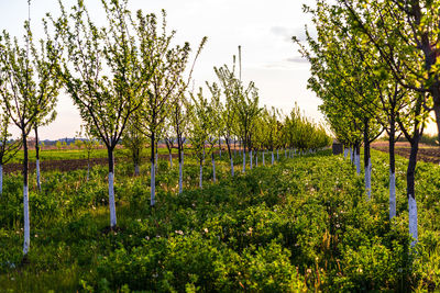 View of vineyard against sky