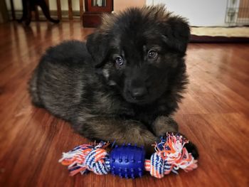 Close-up portrait of puppy