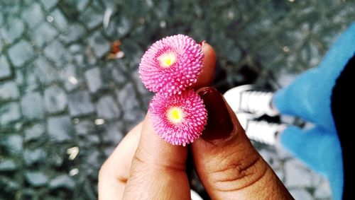 Close-up of hand holding pink flower