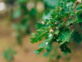 Close-up of berries growing on plant