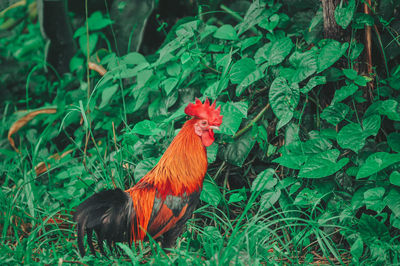 View of a rooster on land