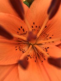 Full frame shot of orange flower