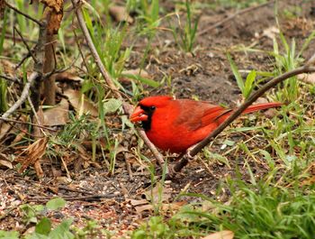 Close-up of bird perching on a field
