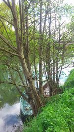 Scenic view of trees in forest