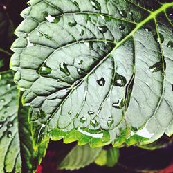 Close-up of raindrops on leaves