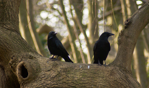 Low angle view of crows perching on tree