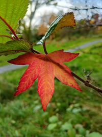 leaf