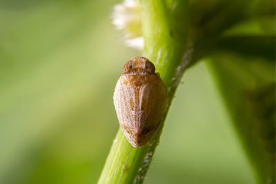 Close-up of insect on leaf