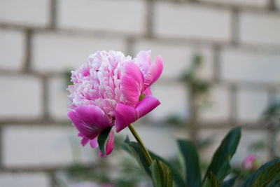 Close-up of pink flower blooming outdoors