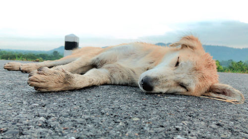 View of a dog resting