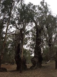 Trees in forest