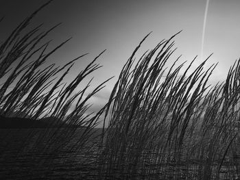 Low angle view of silhouette grass on field against clear sky