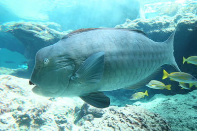 Close-up of fish in sea