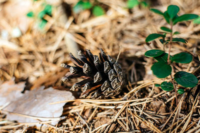 High angle view of pine cone on field