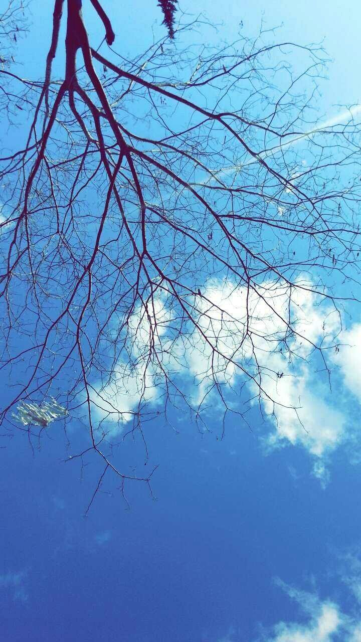 low angle view, tree, blue, branch, bare tree, sky, nature, tranquility, beauty in nature, day, clear sky, tree trunk, outdoors, growth, cloud, scenics, no people, tranquil scene, cloud - sky, sunlight