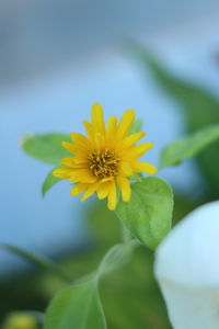 Close-up of yellow flower blooming outdoors