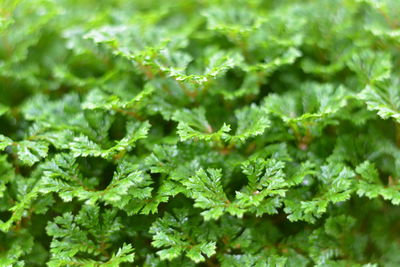 Close-up of green leaves