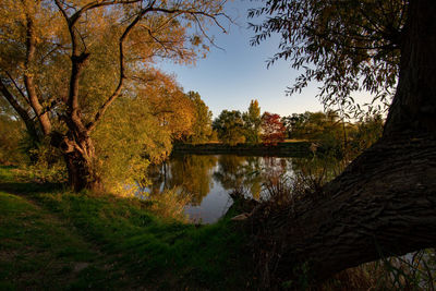 Trees by lake against sky during autumn