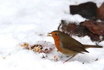 Close-up of robin carrying food in beak during winter
