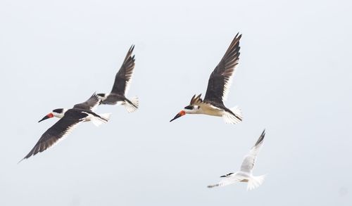 Low angle view of seagulls flying