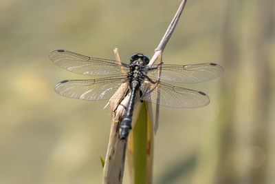 Close-up of dragonfly on twig