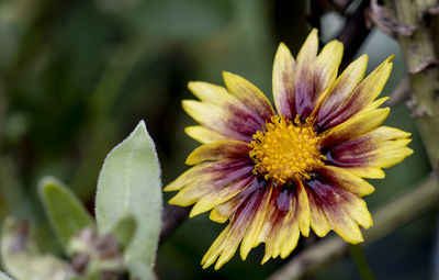 Close-up of yellow flowering plant