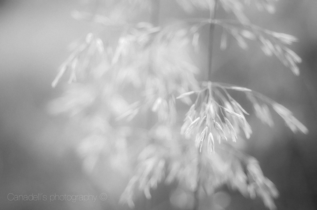 flower, fragility, close-up, flower head, freshness, growth, focus on foreground, petal, beauty in nature, plant, single flower, nature, blooming, stem, selective focus, no people, softness, day, pollen, in bloom