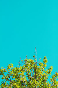 Low angle view of yellow flowering plants against clear blue sky